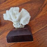 Lot of 5 corals