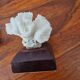 Lot of 5 corals