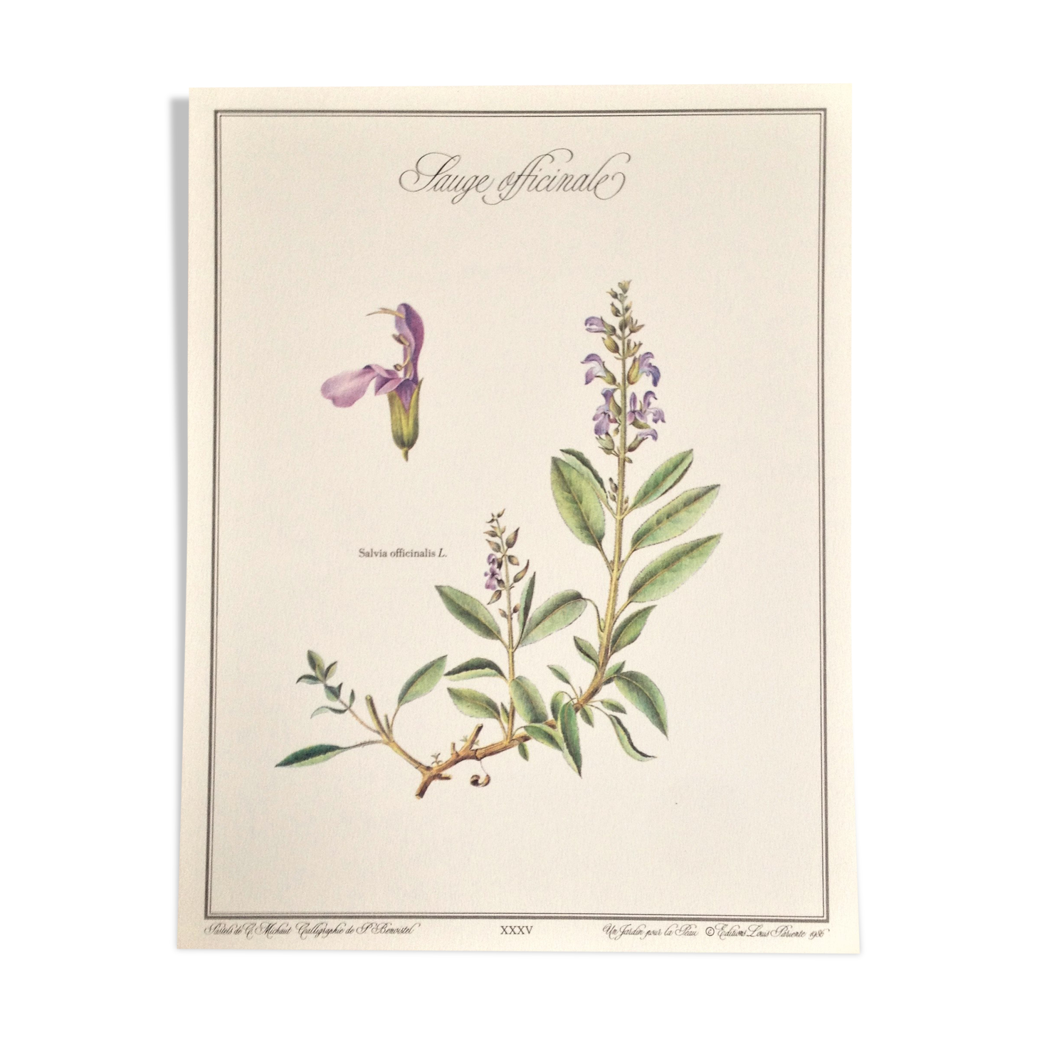 Botanical plank the sage