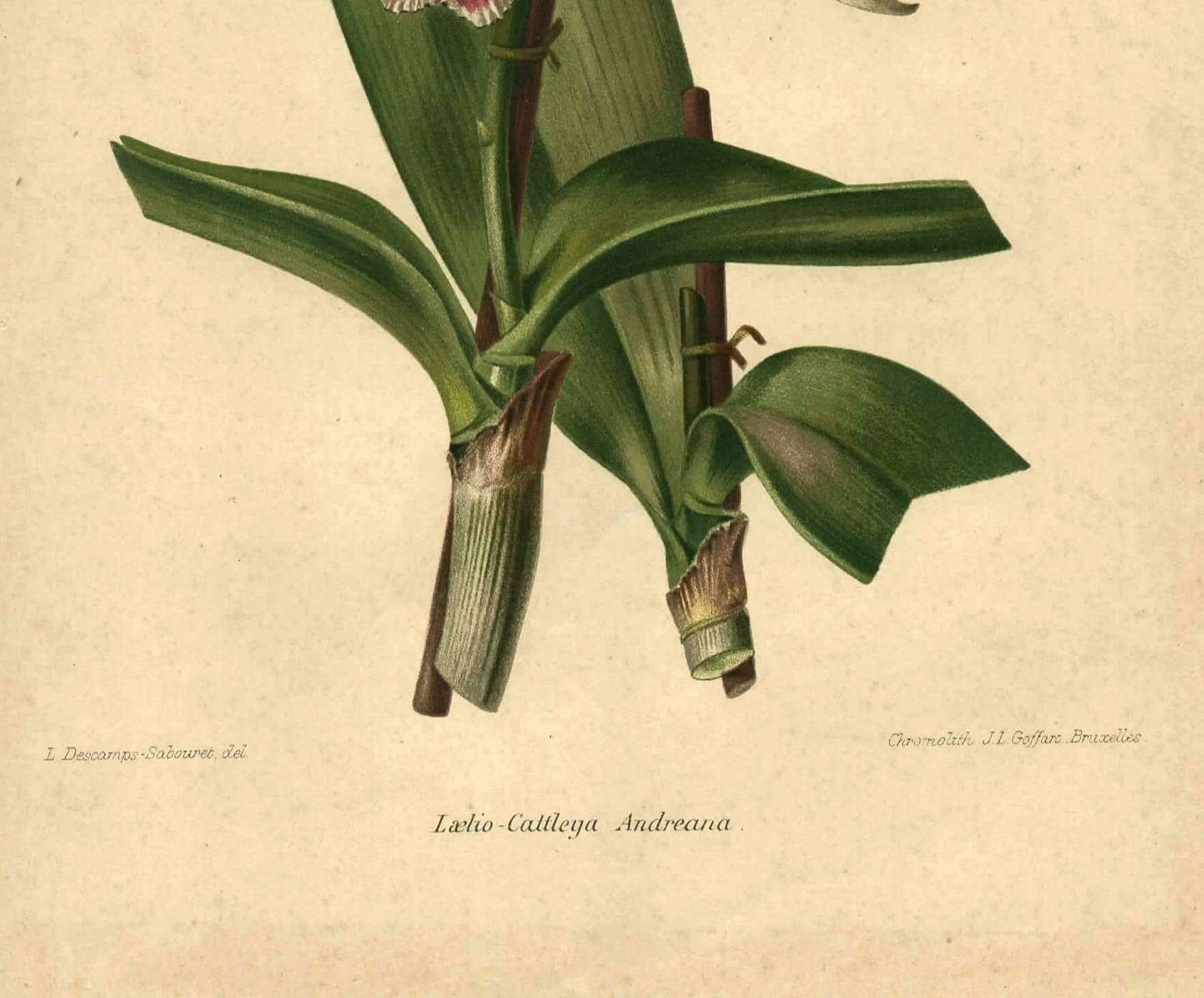 Botanical engraving from 1896 by Descamps-Sabouret • Lælio-Cattleya d'André • Old lithograph