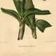 Botanical engraving from 1896 by Descamps-Sabouret • Lælio-Cattleya d'André • Old lithograph