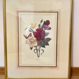 Floral lithograph by P.J Redouté
