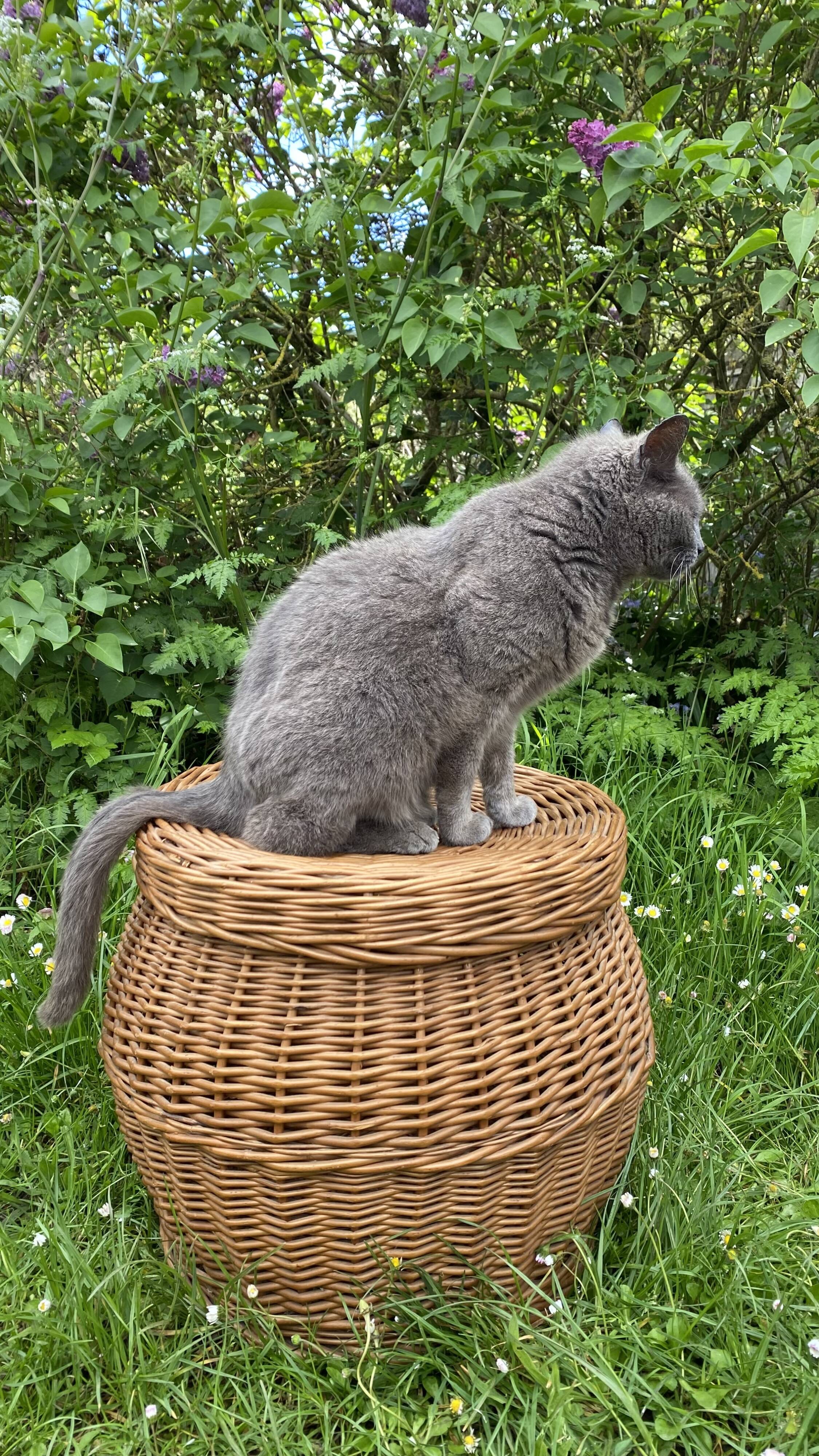Rattan storage pouf 60s -70s