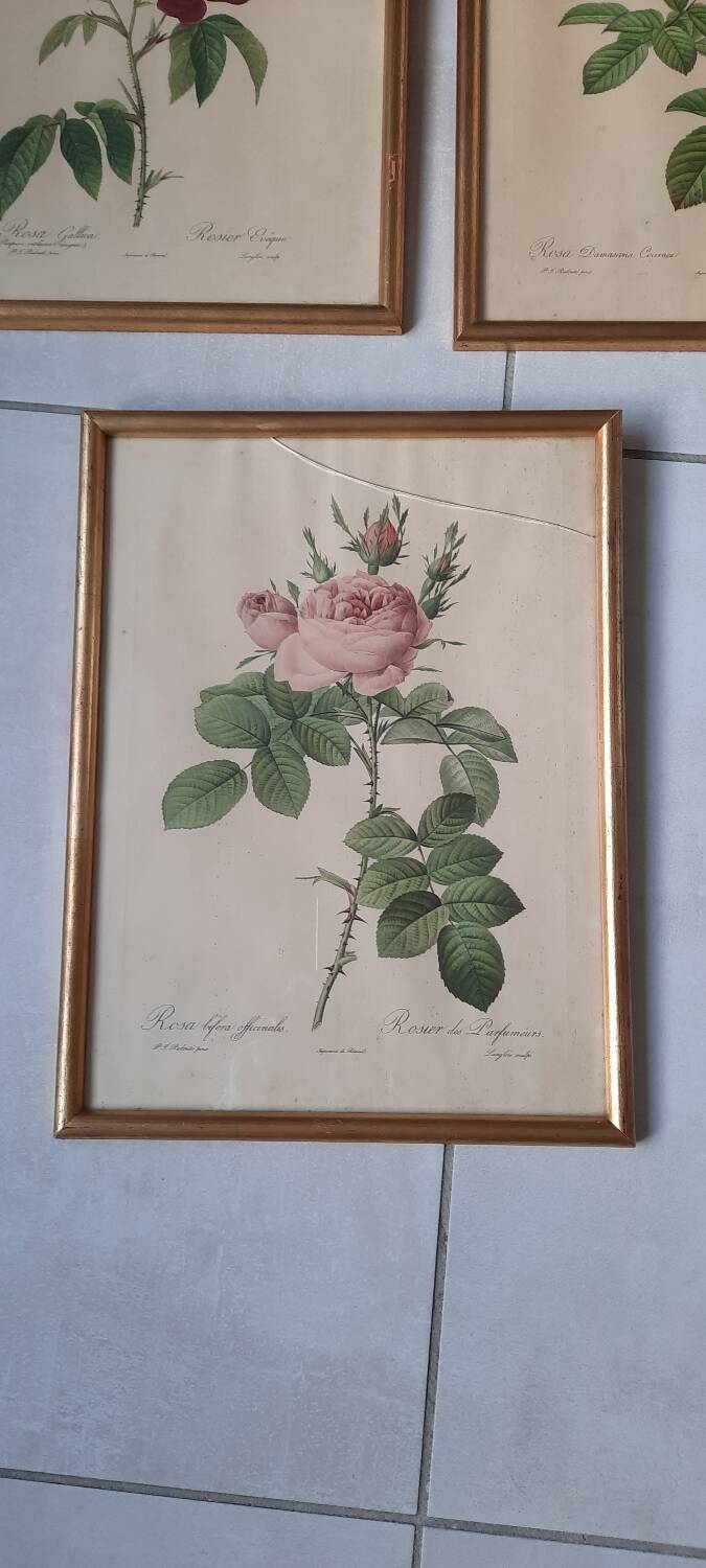 Framed botanical plates