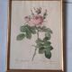 Framed botanical plates