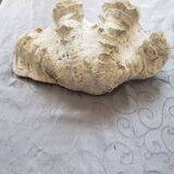 Very large clam shell