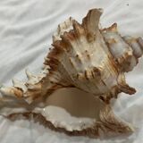 Shellfish