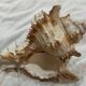 Shellfish