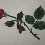 School drawing, study 20s "Rose"