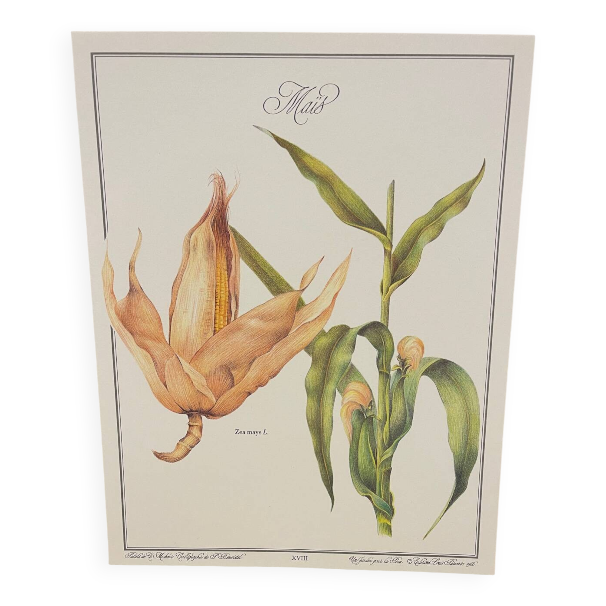 Botanical plate – Louis Pariente, 1986
