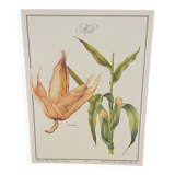 Botanical plate – Louis Pariente, 1986