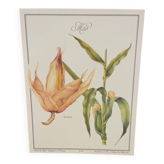 Botanical plate – Louis Pariente, 1986