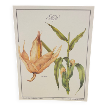 Botanical plate – Louis Pariente, 1986