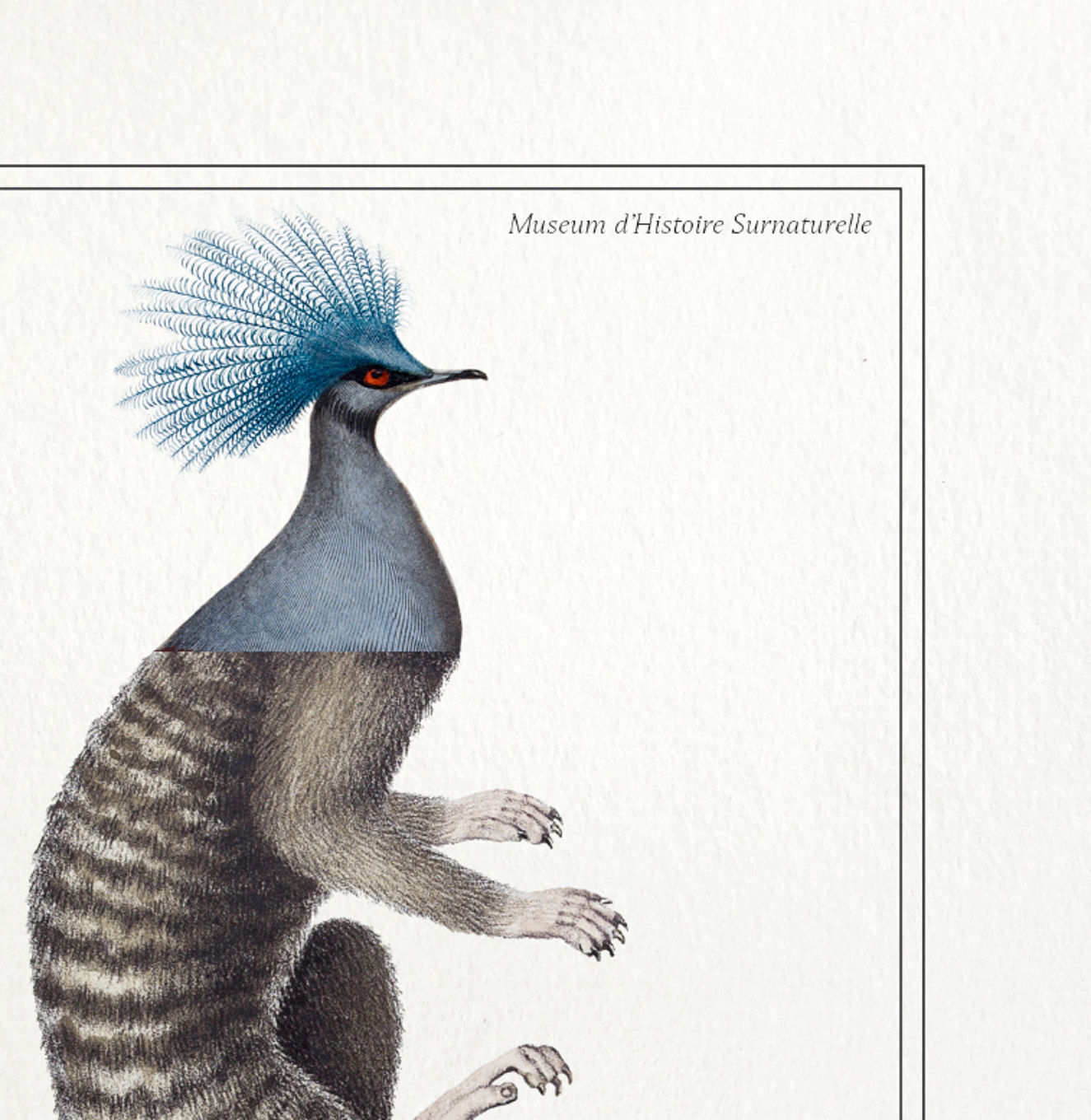 Chimera lithography animal engraving - the ouistigeon