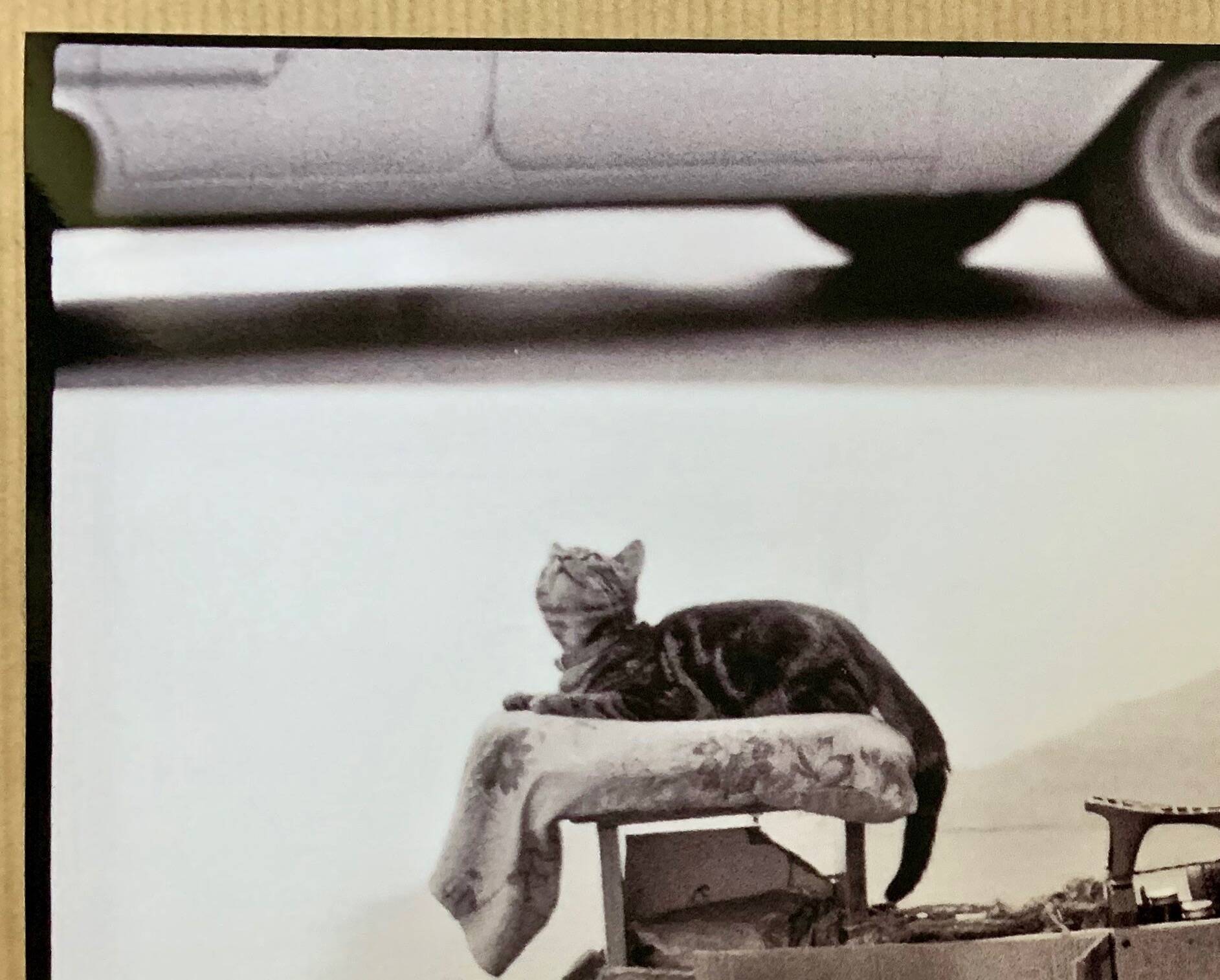 Photo of New York, Cat with rolling eyes in front of a shoe shine, 1960