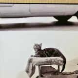Photo of New York, Cat with rolling eyes in front of a shoe shine, 1960
