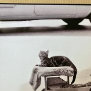 Photo of New York, Cat with rolling eyes in front of a shoe shine, 1960