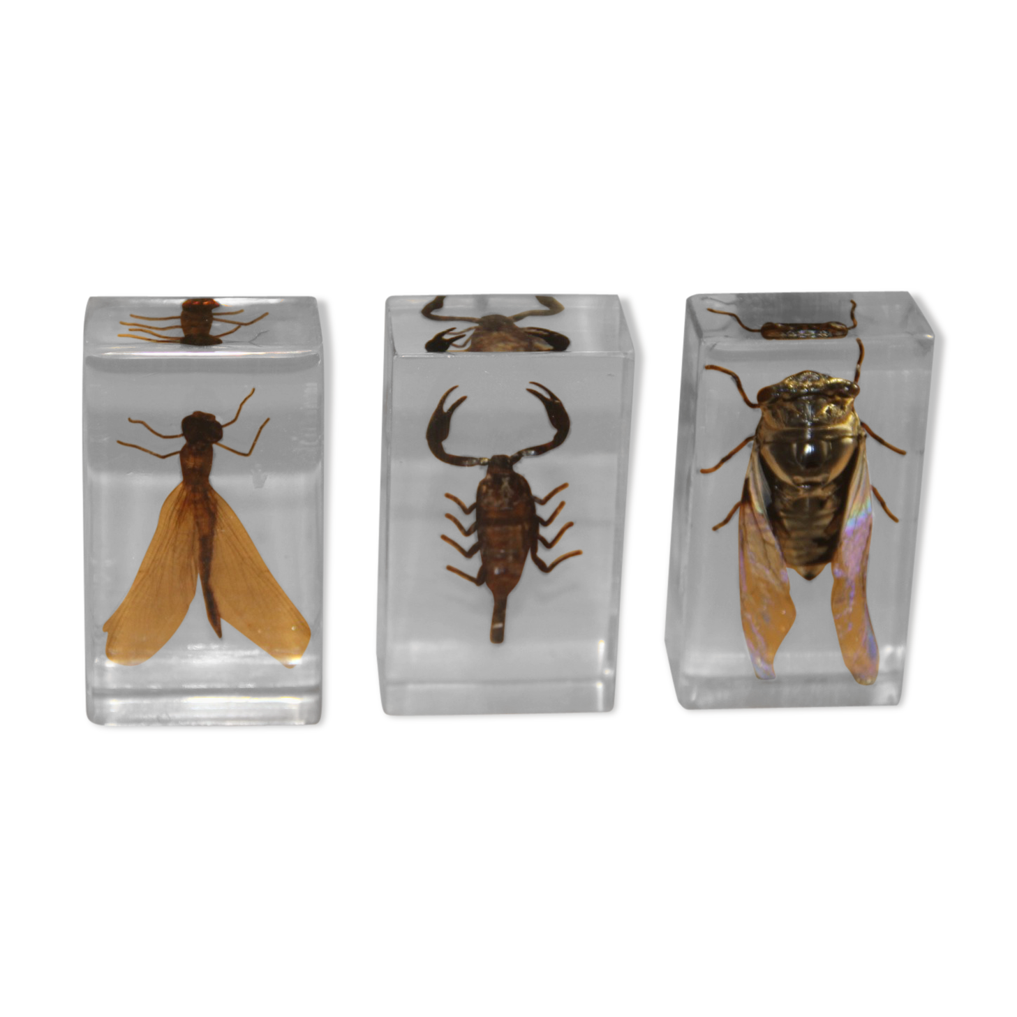 3 insects inclusion in resin