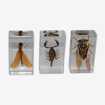 3 insects inclusion in resin