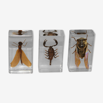 Lot de 3 insectes inclusion