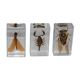 3 insects inclusion in resin