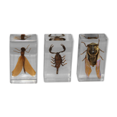 Lot de 3 insectes inclusion