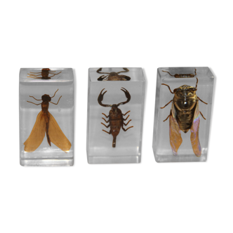 3 insects inclusion in resin