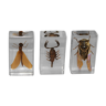 3 insects inclusion in resin