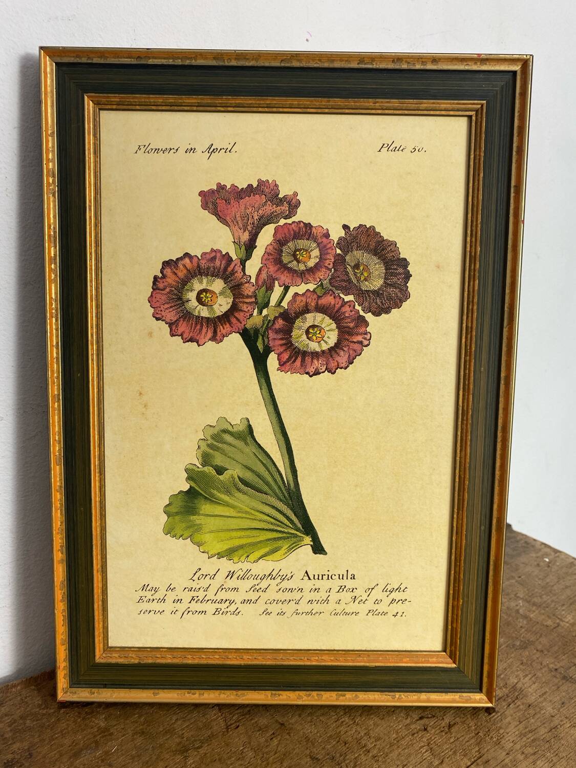 Botanical poster Auricula, after J.Duke