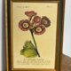Botanical poster Auricula, after J.Duke