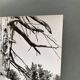 Silver gelatin photograph by Bernard Darot, Dead Tree, 20th century