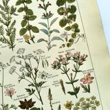 Vintage engraving from 1925 • Digestive plants Old botanical illustration