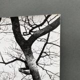 Silver gelatin photograph by Bernard Darot, Two Trees by the Water, 20th century