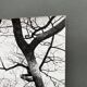 Silver gelatin photograph by Bernard Darot, Two Trees by the Water, 20th century