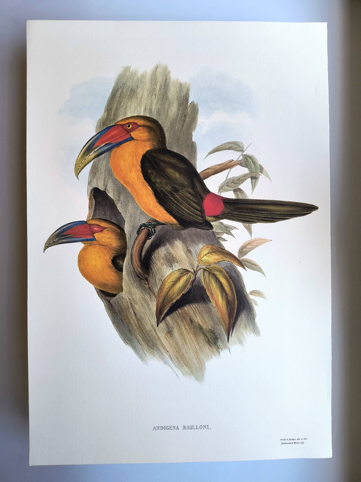 Large Vintage Illustration - Baillon's Toucan by John Gould - Plate