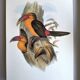 Grande illustration vintage - Toucan de Baillon de John Gould – Planche