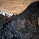 Brown cowhide rug, 2.30m