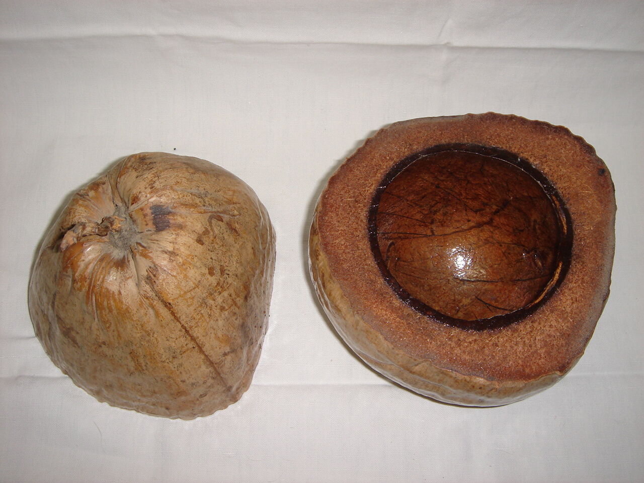 Ice bucket, naturalized coconut from 1970