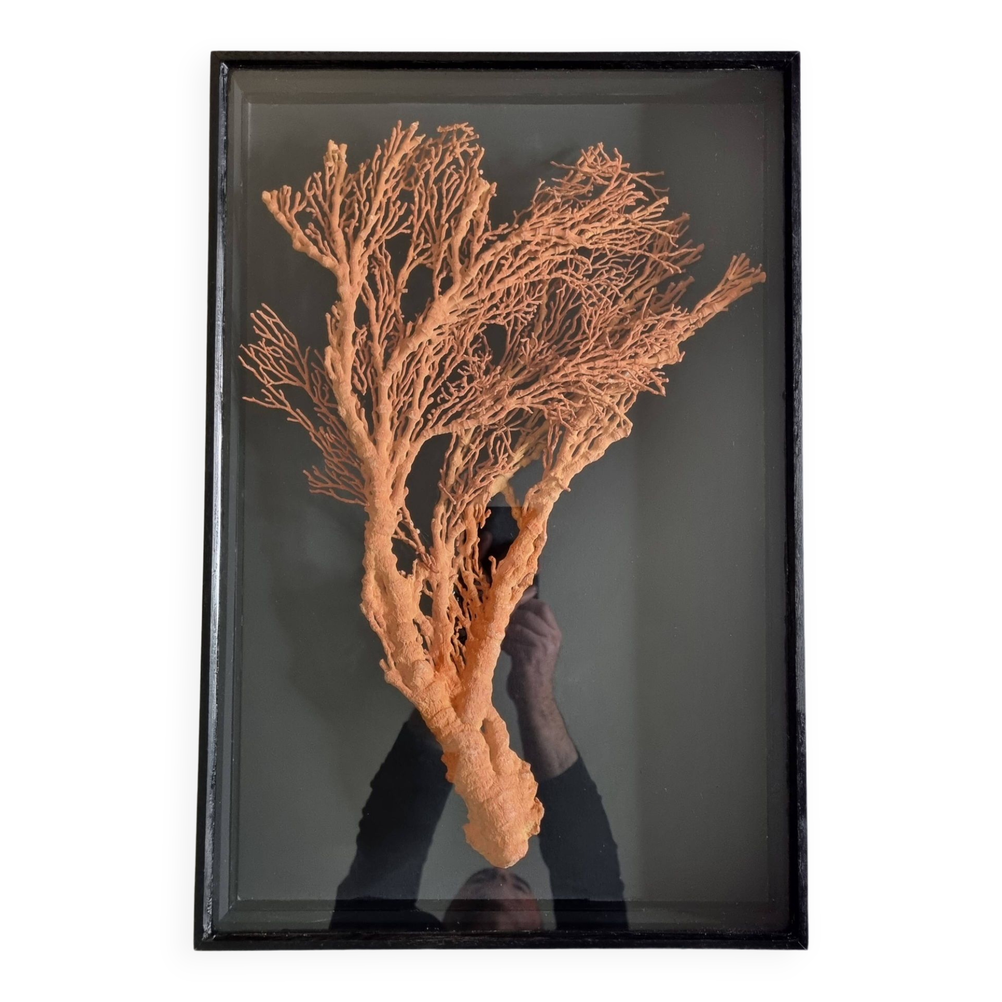 Orange coral, "Gorgon" framed under glass, 60 cm