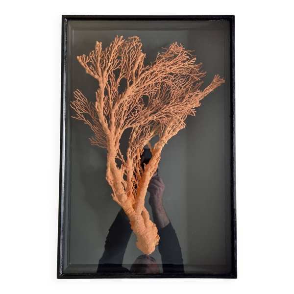 Corail orange, ''Gorgone'' encadré sous verre, 60 cm