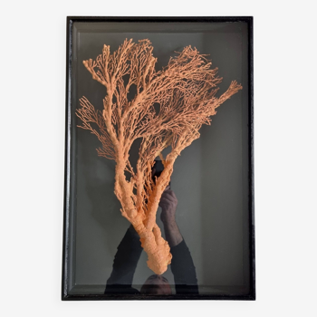 Orange coral, "Gorgone" framed under glass, 60 cm