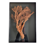 Orange coral, "Gorgon" framed under glass, 60 cm