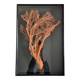 Orange coral, "Gorgon" framed under glass, 60 cm