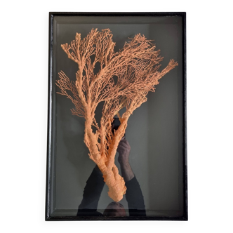 Corail orange, "Gorgone" encadré sous verre, 60 cm