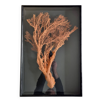 Orange coral, "Gorgone" framed under glass, 60 cm