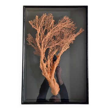 Orange coral, "Gorgon" framed under glass, 60 cm