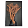 Orange coral, "Gorgon" framed under glass, 60 cm