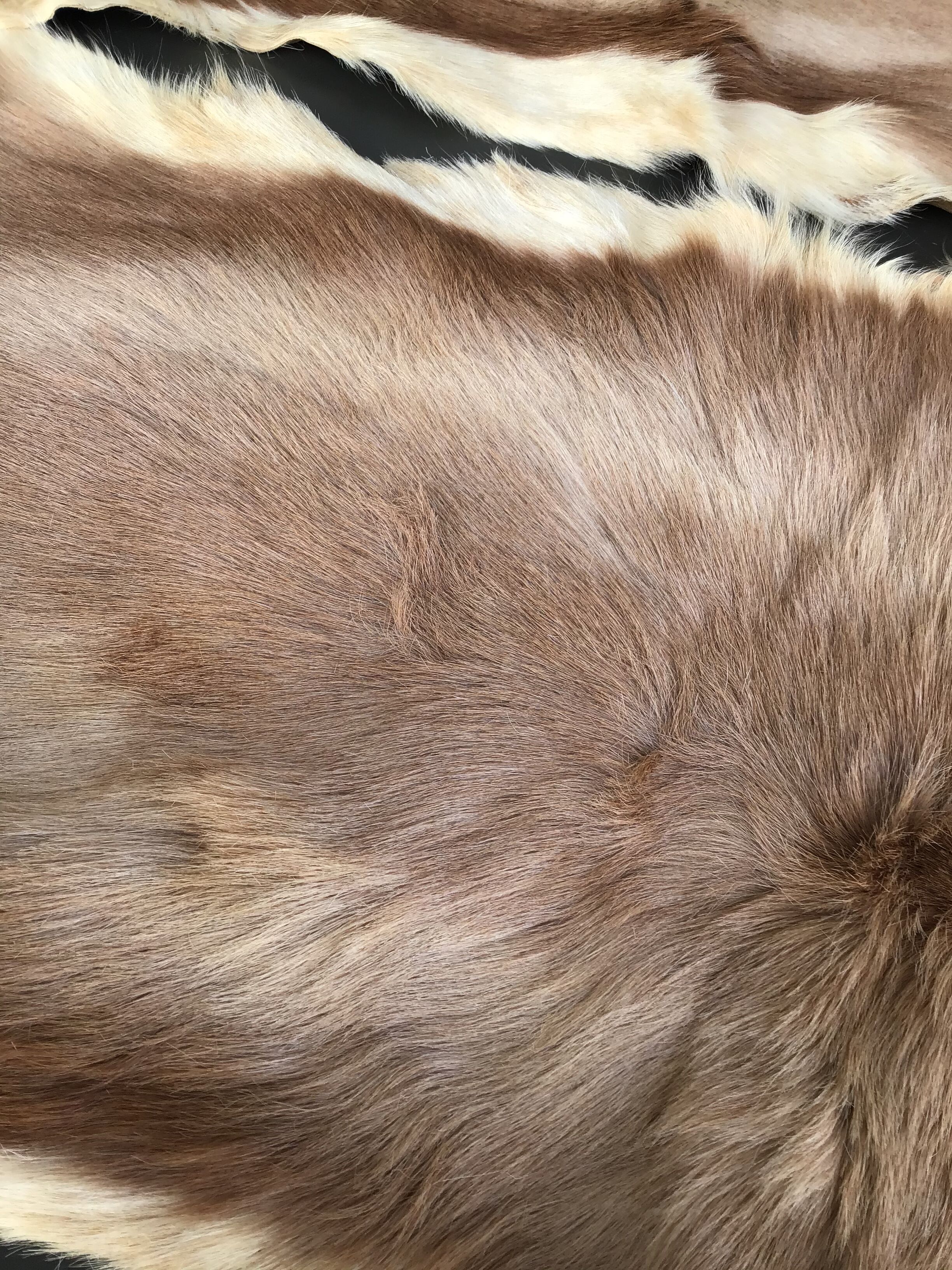 Set of 2 beige goat skins