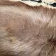 Set of 2 beige goat skins