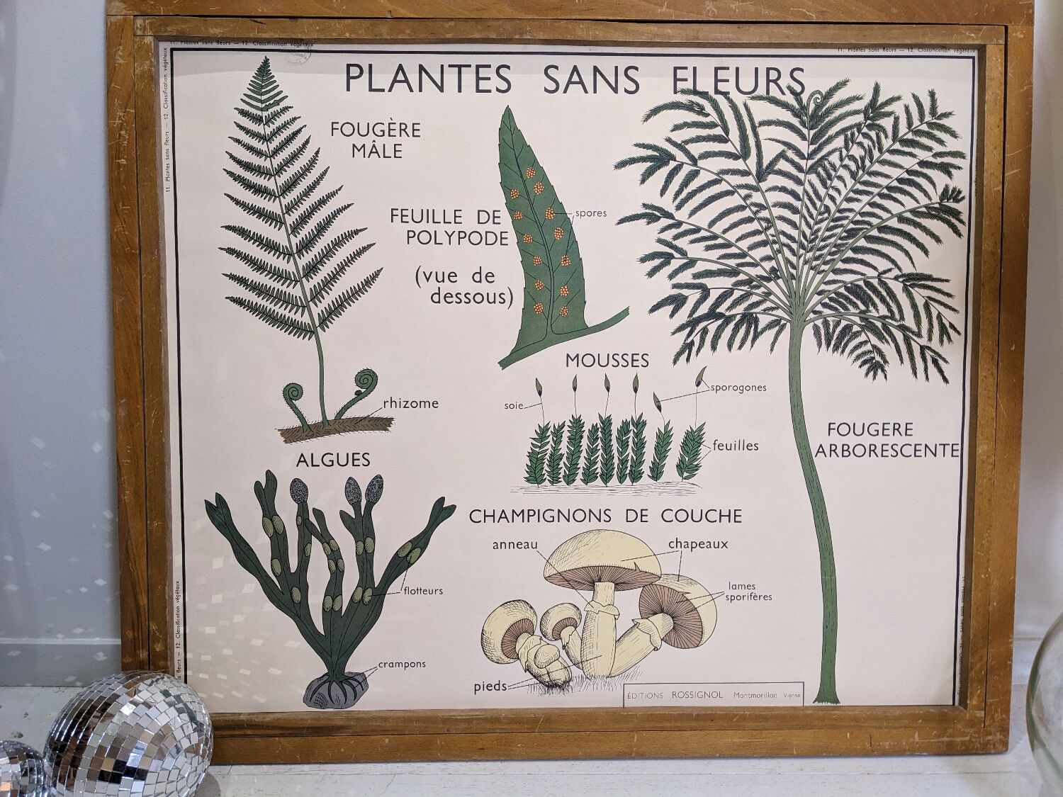 Old poster yRossignol 50s botany plants without flower